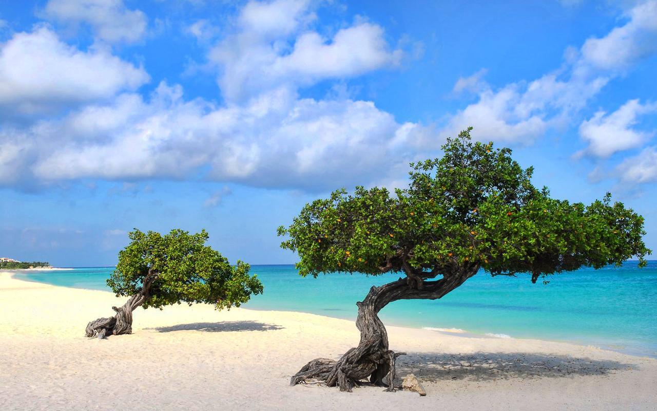 Buddha Studios Aruba Palm Beach Kültér fotó